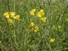 Canola oil is made from rape plant